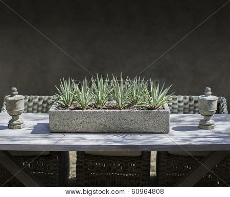 Rustic dining table and stone trough on outdoor garden table with Yuca plant.  