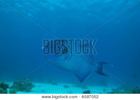 Blå Triggerfish (pseudobalistes Fuscus)