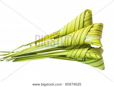 Licuala Paludosa Griff Leaf