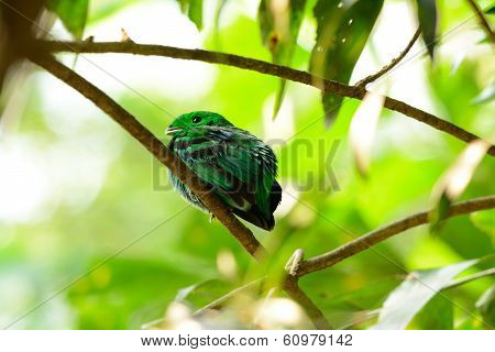 Male Green Broadbill (calyptomena Viridis)