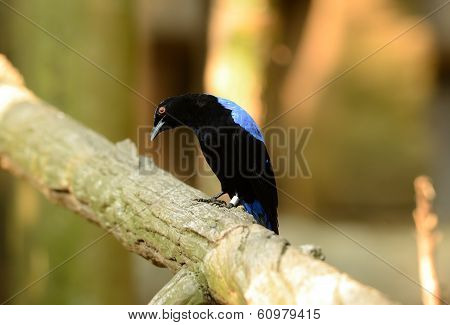 Male Asian Fairy Bluebird (irena Puella)