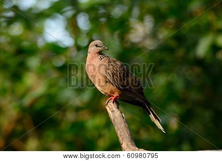 Spotted Dove