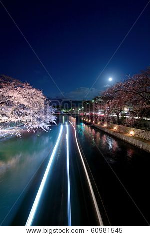 Biwa lake canal with sakura tree