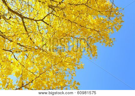 Gingko tree