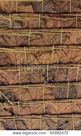 Roof Form Dipterocarpus Alatus Leaf