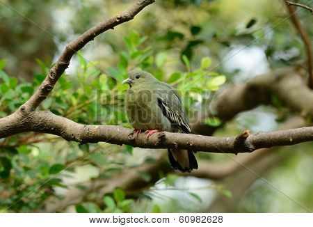 Female Pink-necked Green-pigeon (treron Vernans)