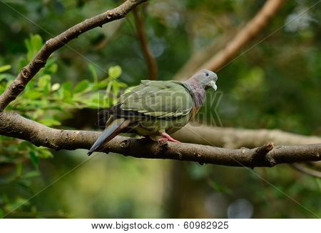 Male Pink-necked Green-pigeon (treron Vernans)