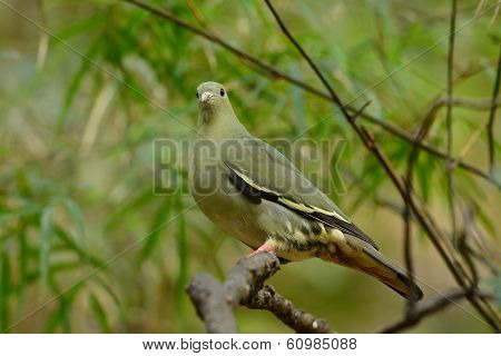Female Pink-necked Green-pigeon (treron Vernans)
