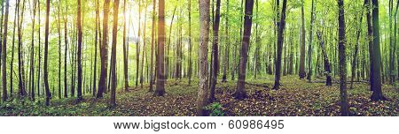 Panorama of a green summer forest 