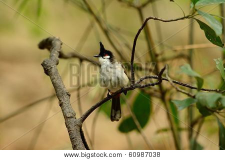 Red-whiskered Bulbul (pycnonotus Jocosus)