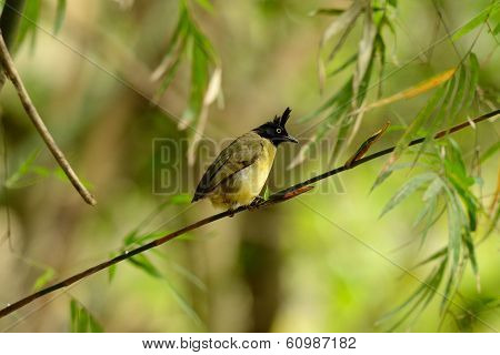 Black-crested Bulbul