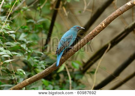 Female Asian Fairy Bluebird (irena Puella)