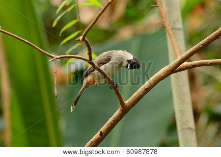 Sooty-headed Bulbul (pycnonotus Aurigaster)