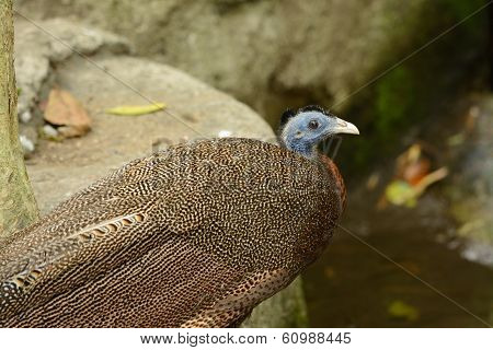 Male Great Argus (argusianus Argus)