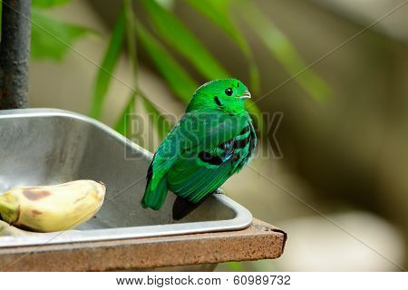 Male Green Broadbill (calyptomena Viridis)