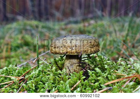 Mushroom Lactarius Turpis