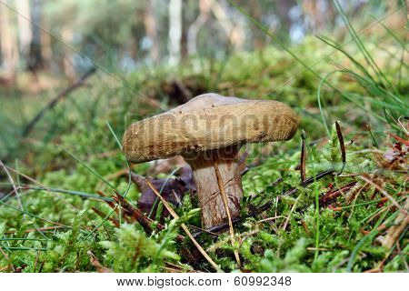 Toxic Mushroom