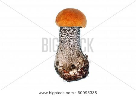 Mushroom Leccinum Versipelle