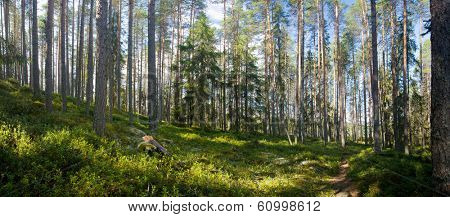 panoramic view of summer forest at Ruunaa hiking area, Finland