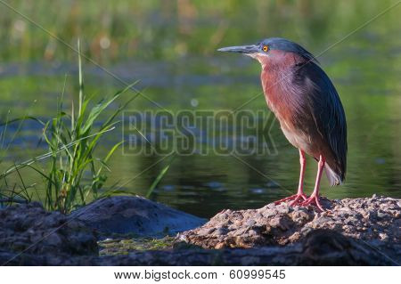 Green Heron (butorides Virescens Virescens) In Soft Focus
