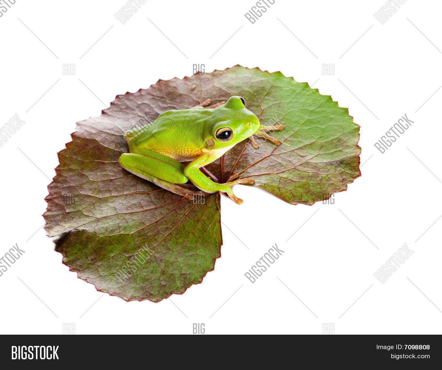 жаба на листе. лягушачья листок. лягушка озерная в кувшинках. лягушка на кувшинке. лягушка обыкновенная прудовая.