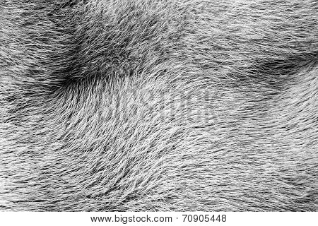 Texture From Fur Of Ashy Color