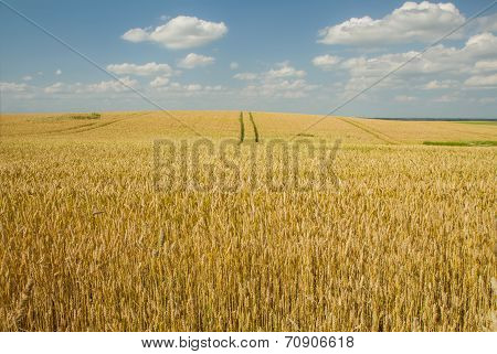 Wheat Field Horizont