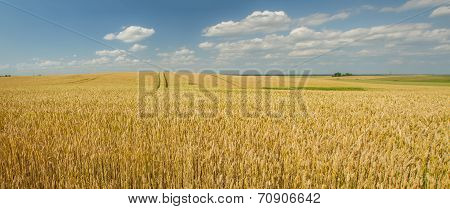 Wheat Field Panorama