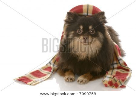 冬のドレスアップ犬