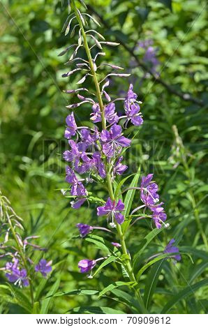 Willow-herb