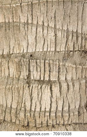 Coconut Trunk