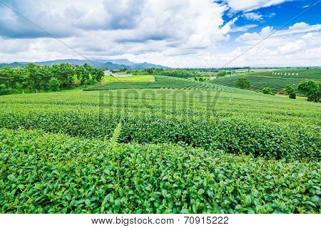 Tea Plantation Against Blue Sky, Green Leave