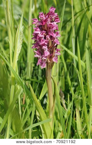 Early Marsh Orchid