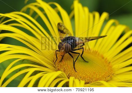 Great Pied Hoverfly