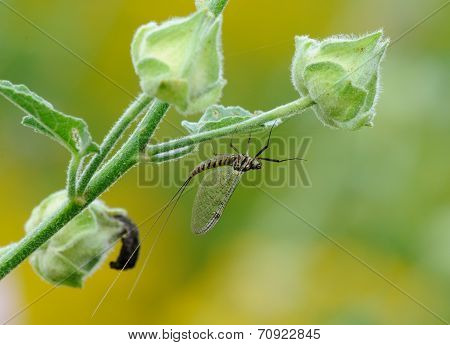 Macrophotography Of Mayflies Or Shadflies