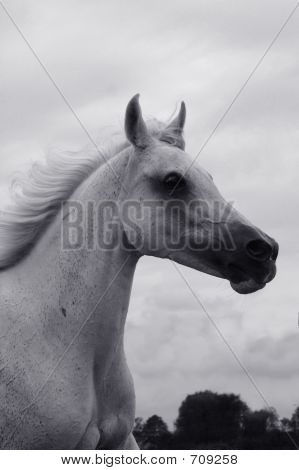 Arabian Portrait
