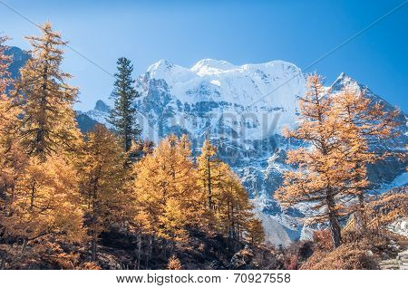 Colorful Autumn