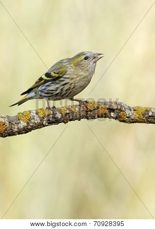 Goldfinch