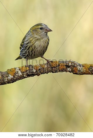 Goldfinch