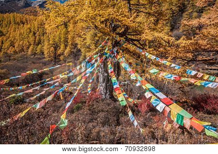 Colorful Autumn
