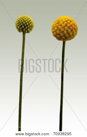 Flower of Billy buttons