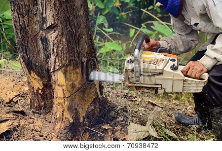 Man With Chainsaw Cutting The Tree