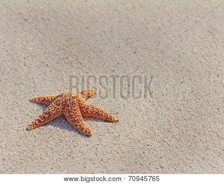 Pacific Sea Star( Asterias Amurensis)