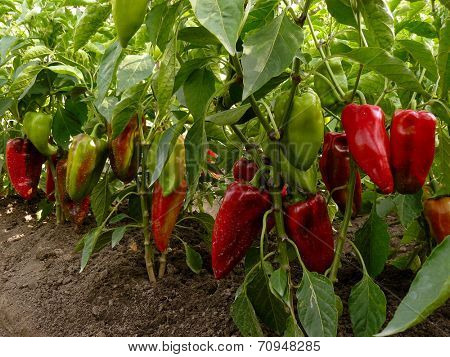 sweet peppers growing in the garden