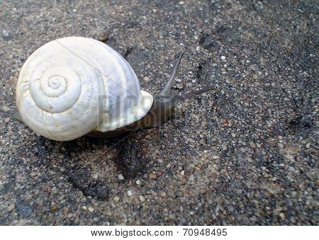 White Snail
