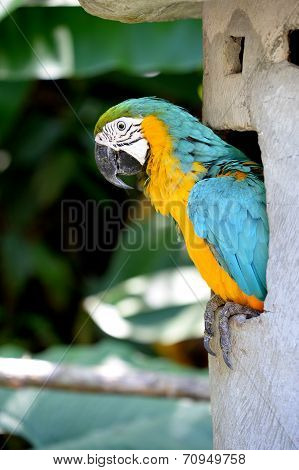 Macaw