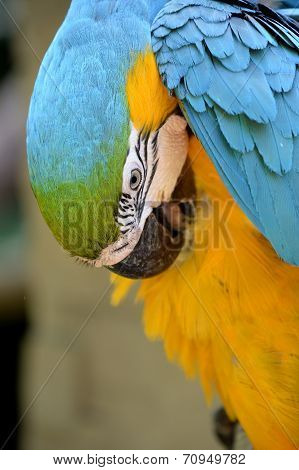 Macaw