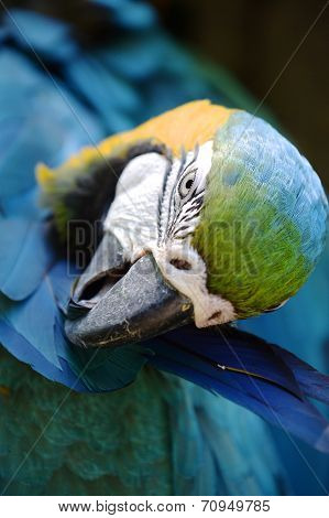 Macaw