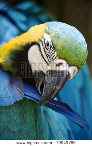 Macaw