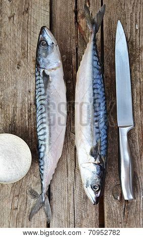Mackerel